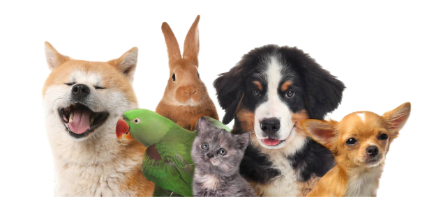 Group of Pets